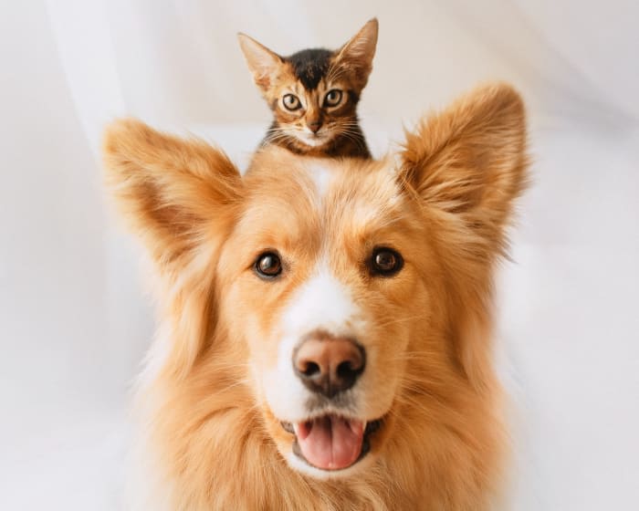 Vet CT/CAT Scans in Stuart