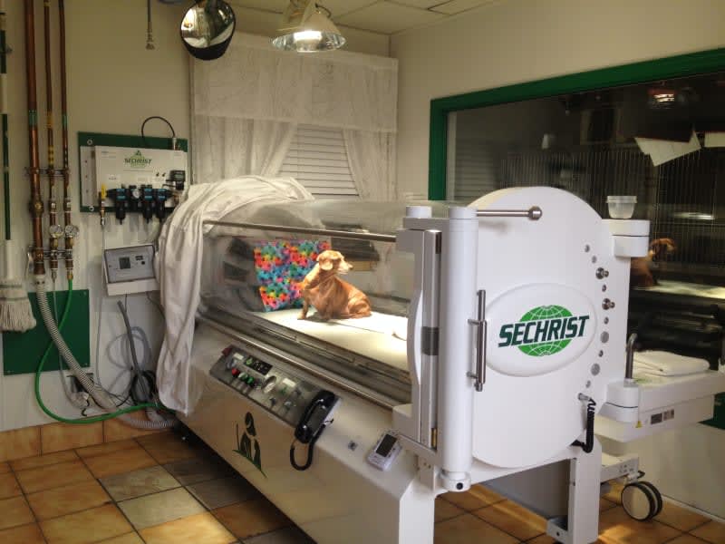 Hyperbaric Oxygen Therapy, Stuart Vet